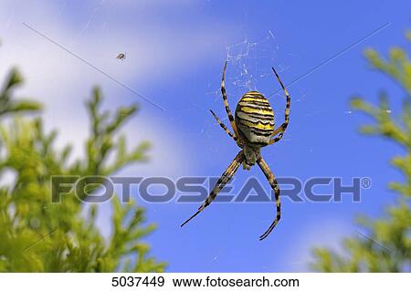 Spider in cobweb View Large Photo Image Stock Photo - Spider in cobweb . Fotosearch