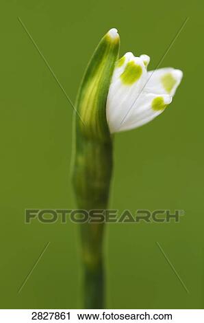 spring snowflake (Leucojum vernum), close-up View Large Photo Image Stock Image - spring snowflake (Leucojum vernum), close-up . Fotosearch