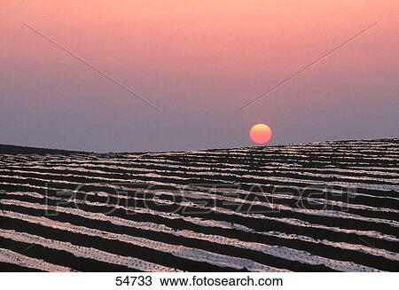 Strawberry farm at sunset, Huelva, Huelva Province, Andalusia, Spain View Large Photo Image Stock Image - Strawberry farm at sunset, Huelva, Huelva Province, Andalusia, Spain . Fotosearch