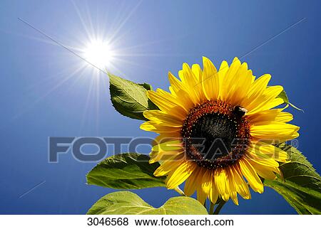 Sunflower blossom (Helianthus annuus) in front of blue sky with aureola, contre-jour photograph View Large Photo Image Stock Photo - Sunflower blossom (Helianthus annuus) in front of blue sky with aureola, contre-jour photograph . Fotosearch