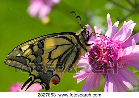Swallowtail (Papilio machaon), close-up View Large Photo Image Stock Image - Swallowtail (Papilio machaon), close-up . Fotosearch