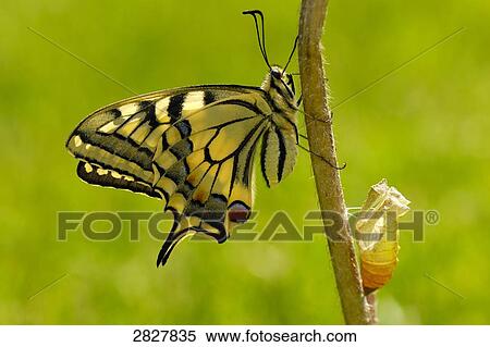 Swallowtail (Papilio machaon), close-up View Large Photo Image Stock Photography - Swallowtail (Papilio machaon), close-up . Fotosearch