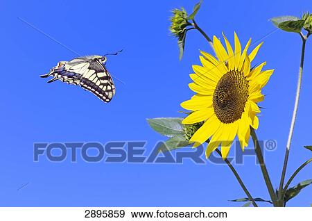 Stock Photo - swallowtail (Papilio machaon) flying to a sunflower, side view . Fotosearch