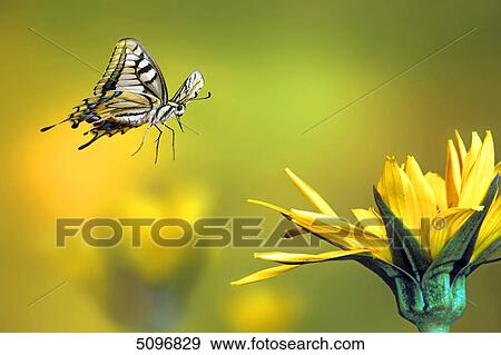 Stock Photo - Swallowtail, Papilio machaon . Fotosearch