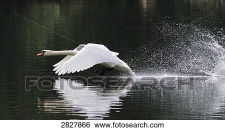 swan flying over water, side view View Large Photo Image Stock Photograph - swan flying over water, side view . Fotosearch