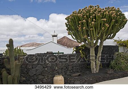 Taro de Tahiche, Fundacion Cesar Manrique, Lanzarote, Canary Islands, Spain, Europe View Large Photo Image Stock Photo - Taro de Tahiche, Fundacion Cesar Manrique, Lanzarote, Canary Islands, Spain, Europe . Fotosearch