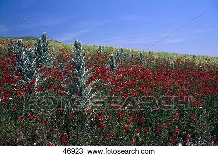 Thistles and red corn poppies in meadow View Large Photo Image Stock Image - Thistles and red corn poppies in meadow . Fotosearch