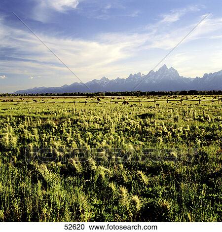 Thistles in field with mountains in background, Grand Tetons, Grand Teton National Park, Wyoming, USA View Large Photo Image Stock Image - Thistles in field with mountains in background, Grand Tetons, Grand Teton National Park, Wyoming, USA . Fotosearch