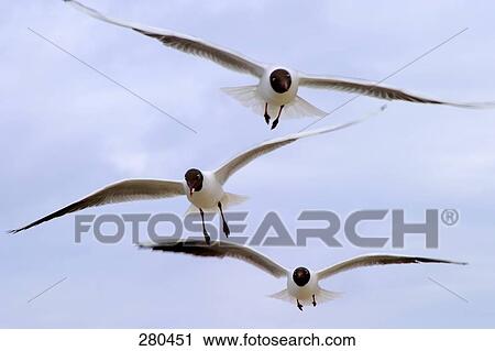 Stock Image - Three Black-headed Gulls (Chroicocephalus ridibundus) in flight . Fotosearch