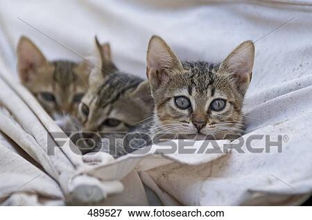 Three kittens in hammock View Large Photo Image Stock Photo - Three kittens in hammock . Fotosearch