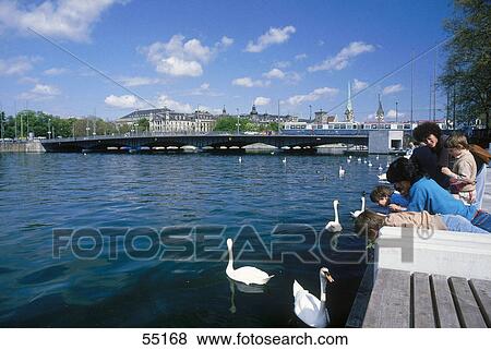 Stock Photo - Tourists feeding swans in river, Zurichhorn Park, Zurich, Switzerland . Fotosearch