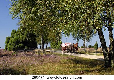 Picture - Tourists traveling in horse cart, Lower Saxony, Germany . Fotosearch