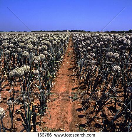Trail passing through onion field, Parco Nazionale Del Gargano, Puglia, Italy View Large Photo Image Stock Photograph - Trail passing through onion field, Parco Nazionale Del Gargano, Puglia, Italy . Fotosearch