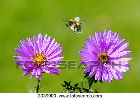 Stock Image - Tree bumblebee (Pyrobombus hypnorum ericetorum) flying between two blossoms, close-up . Fotosearch