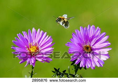 Tree bumblebee (Pyrobombus hypnorum ericetorum) flying between two blossoms, close-up View Large Photo Image Stock Photograph - Tree bumblebee (Pyrobombus hypnorum ericetorum) flying between two blossoms, close-up . Fotosearch