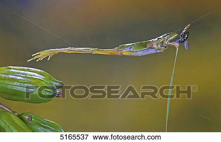 Tree frog, Hyla arborea, catching fly View Large Photo Image Stock Photo - Tree frog, Hyla arborea, catching fly . Fotosearch