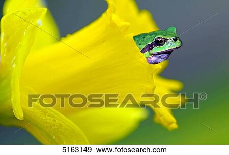 Stock Photo - Tree frog, Hyla arborea, in yellow flower . Fotosearch