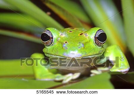 Stock Photography - Tree frog, portrait . Fotosearch
