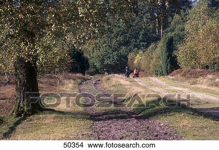 Picture - Tree in forest, Lueneburger Heide, Germany . Fotosearch