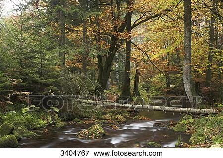 Tree trunk across forest stream, Baden-Wuerttemberg, Germany View Large Photo Image Stock Photo - Tree trunk across forest stream, Baden-Wuerttemberg, Germany . Fotosearch