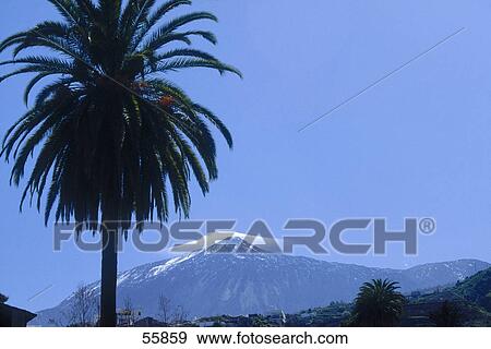 Stock Photo - Tree with mountain in background, Pico De Teide, Tenerife, Canary Islands, Spain . Fotosearch