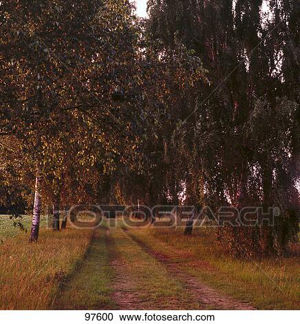 Trees along a path, Luneburg Heath, Lower Saxony, Germany View Large Photo Image Stock Image - Trees along a path, Luneburg Heath, Lower Saxony, Germany . Fotosearch