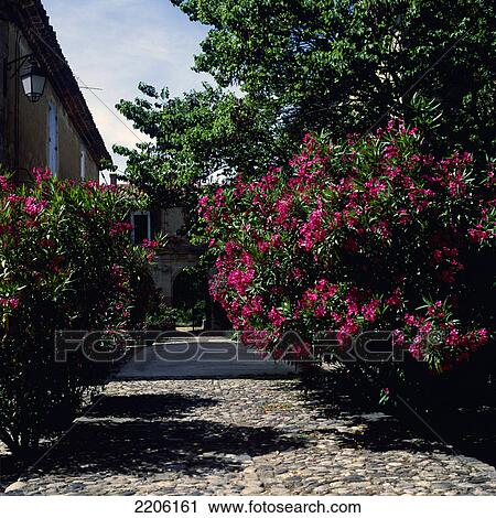 Stock Image - Trees along path leading to archway, France . Fotosearch