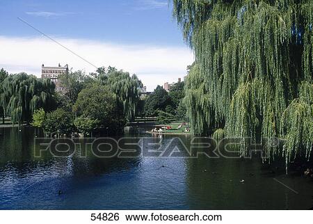 Trees around pond, Public Gardens, Boston, Massachusetts, USA View Large Photo Image Stock Photograph - Trees around pond, Public Gardens, Boston, Massachusetts, USA . Fotosearch
