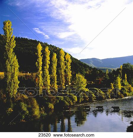 Stock Image - Trees at lakeside, Pyrenees, Roncal Valley, Huesca, Aragon, Spain . Fotosearch