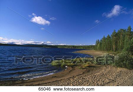 Trees at riverside, Kringelsfjorden, Idre, Dalarna, Sweden View Large Photo Image Stock Photograph - Trees at riverside, Kringelsfjorden, Idre, Dalarna, Sweden . Fotosearch