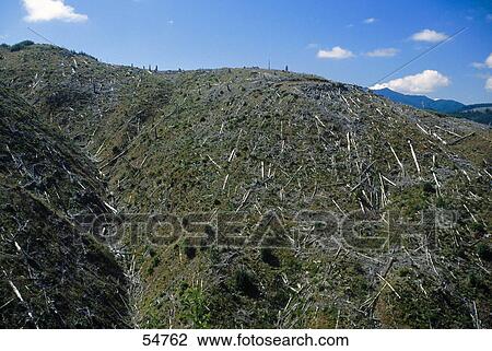 Stock Image - Trees cut down for industry, Washington State, USA . Fotosearch