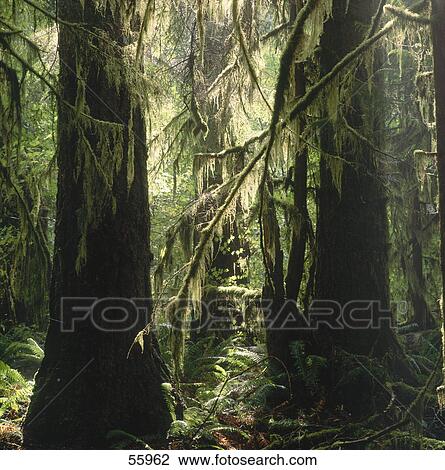 Stock Image - Trees in forest . Fotosearch