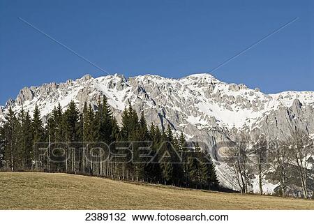 Trees in front of mountain, Dachstein Mountains, Ramsau am Dachstein, Liezen, Styria, Austria View Large Photo Image Stock Image - Trees in front of mountain, Dachstein Mountains, Ramsau am Dachstein, Liezen, Styria, Austria . Fotosearch