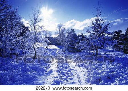 Trees in snow covered field View Large Photo Image Stock Image - Trees in snow covered field . Fotosearch