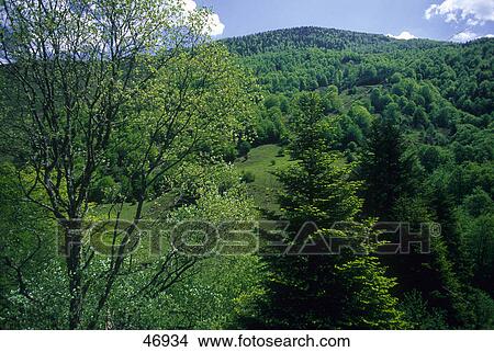 Picture - Trees in valley, Anso Valley, Pyrenees, Navarra, Spain . Fotosearch