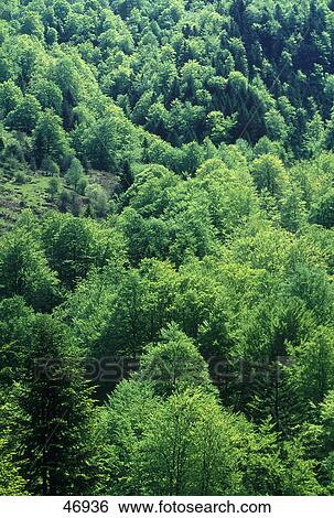 Stock Photograph - Trees in valley, Anso Valley, Pyrenees, Navarra, Spain . Fotosearch