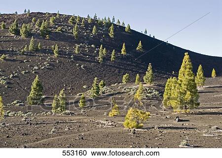 Trees on rolling landscape, El Teide National Park, Tenerife, Canary Islands, Spain View Large Photo Image Stock Image - Trees on rolling landscape, El Teide National Park, Tenerife, Canary Islands, Spain . Fotosearch