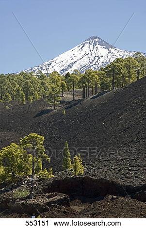 Trees with mountain peak in background, Pico De Teide, El Teide National Park, Tenerife, Canary Islands, Spain View Large Photo Image Stock Image - Trees with mountain peak in background, Pico De Teide, El Teide National Park, Tenerife, Canary Islands, Spain . Fotosearch