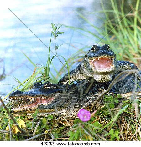 Two American Alligators (Alligator mississippiensis) in swamp, Everglades National Park, Florida, USA View Large Photo Image Stock Image - Two American Alligators (Alligator mississippiensis) in swamp, Everglades National Park, Florida, USA . Fotosearch