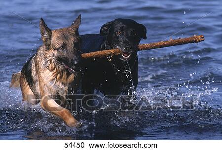 Two dogs in water with retrieving stick View Large Photo Image Stock Image - Two dogs in water with retrieving stick . Fotosearch