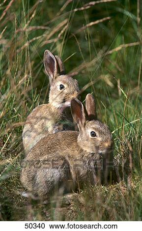 Two European Rabbits (Oryctolagus cuniculus) in field, Lunenburg Heath, Germany View Large Photo Image Stock Image - Two European Rabbits (Oryctolagus cuniculus) in field, Lunenburg Heath, Germany . Fotosearch