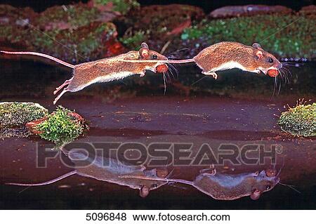 Two mice View Large Photo Image Stock Photo - Two mice . Fotosearch