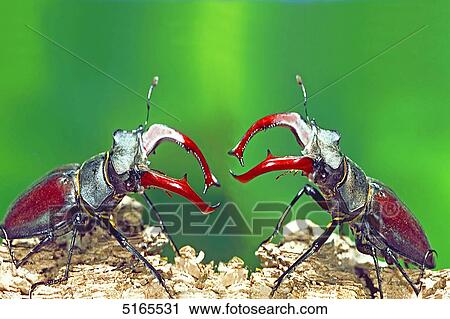 Two stag beetles fighting View Large Photo Image Stock Image - Two stag beetles fighting . Fotosearch