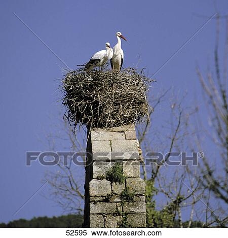 Two White Stork (Ciconia ciconia) birds on its nest, Spain View Large Photo Image Stock Photography - Two White Stork (Ciconia ciconia) birds on its nest, Spain . Fotosearch