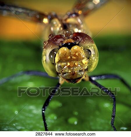 vagrant darter (sympetrum vulgatum), close-up  View Large Photo Image Picture - vagrant darter (sympetrum vulgatum), close-up . Fotosearch