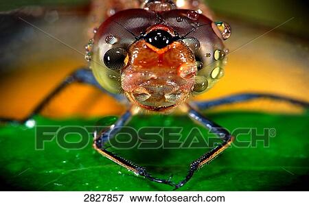 Stock Photo - vagrant darter (sympetrum vulgatum), close-up . Fotosearch
