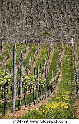 Vineyard near Bernkastel-Kues, Rhineland-Palatinate, Germany, high angle view View Large Photo Image Stock Photo - Vineyard near Bernkastel-Kues, Rhineland-Palatinate, Germany, high angle view . Fotosearch