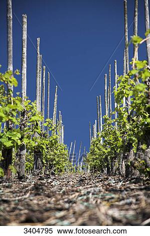 Vineyard near Bernkastel-Kues, Rhineland-Palatinate, Germany, low angle view View Large Photo Image Stock Photography - Vineyard near Bernkastel-Kues, Rhineland-Palatinate, Germany, low angle view . Fotosearch