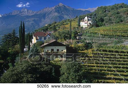 Vineyards on mountain, Alto Adige, Italy View Large Photo Image Stock Photography - Vineyards on mountain, Alto Adige, Italy . Fotosearch