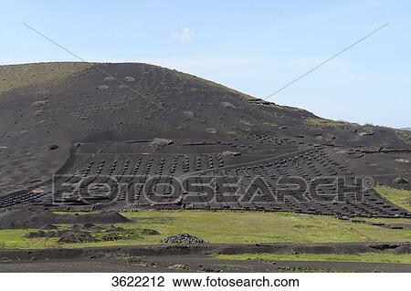 Vineyards, Yaiza, Lanzarote, Canary Islands, Spain, Europe View Large Photo Image Stock Image - Vineyards, Yaiza, Lanzarote, Canary Islands, Spain, Europe . Fotosearch
